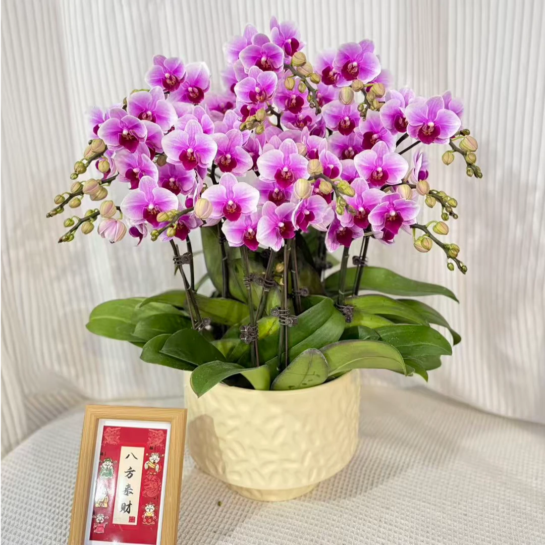 蝴蝶兰《宝贝》渐变色水墨晕染经典品种好养耐养送人送礼基地直发