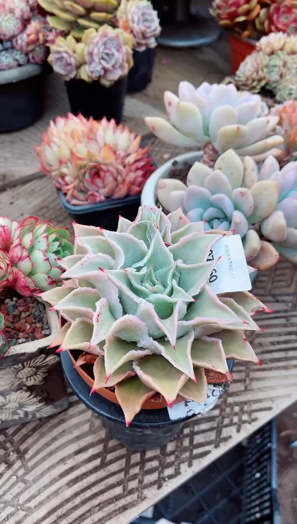 【闪购商品】07160