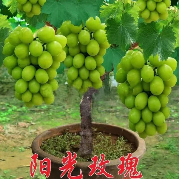 阳光玫瑰 葡萄树 （不包成活）带土发货