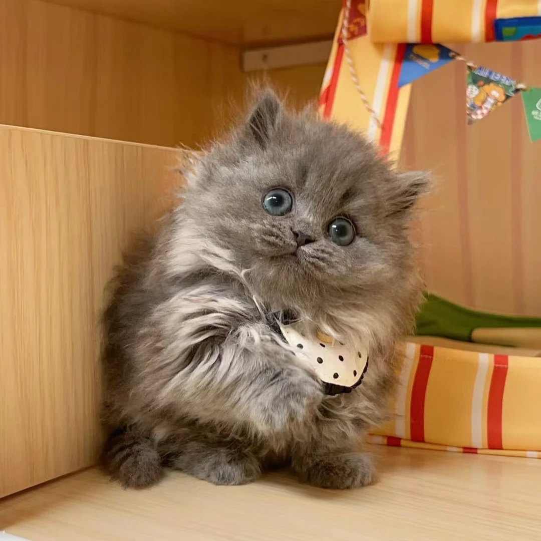 萌宠之家宠物生活馆猫猫长毛蓝猫宠物活体保健康