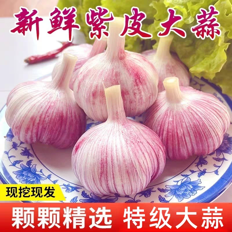 2025年紫皮大蒜头现挖鲜蒜新鲜多瓣醋泡蒜当季蔬菜（大果5厘米以上