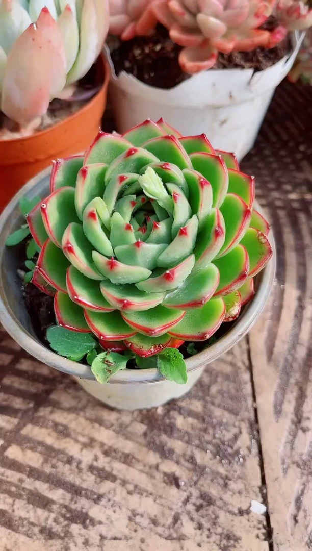 付跃跃精品多肉04111