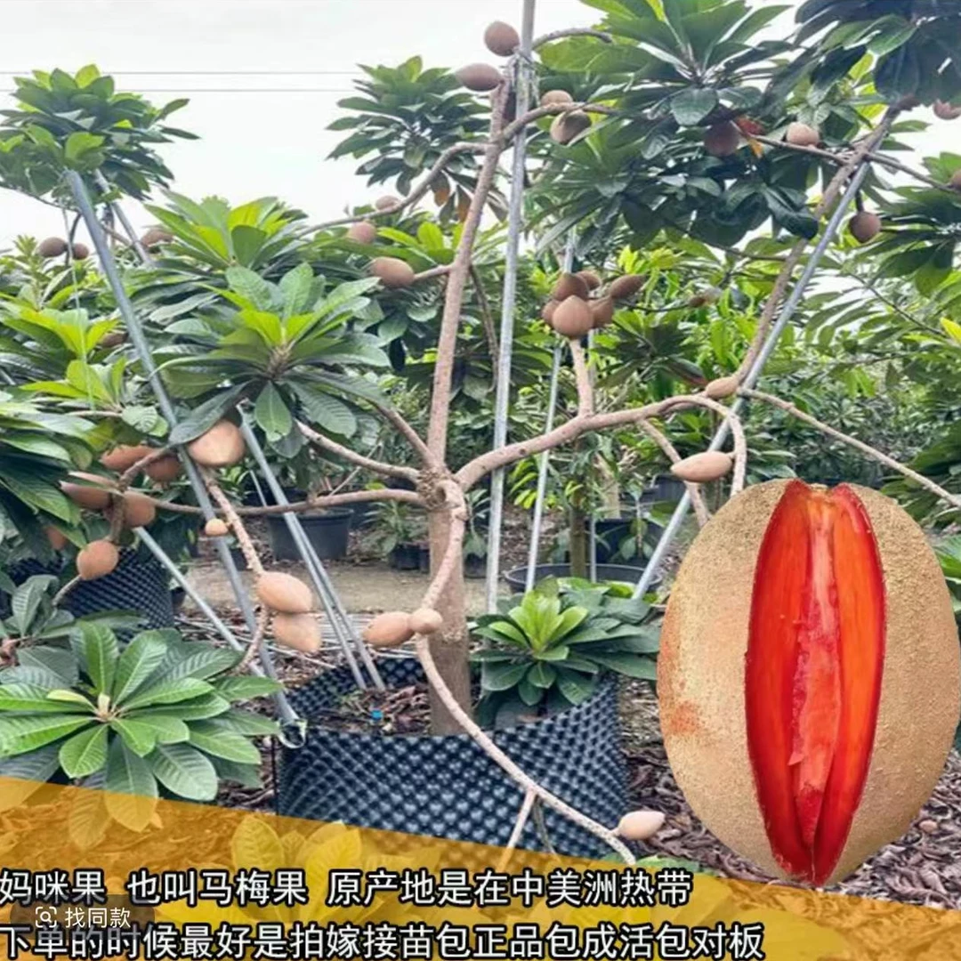 新品种妈咪果苗嘛咪果树苗嫁接果树苗马梅果