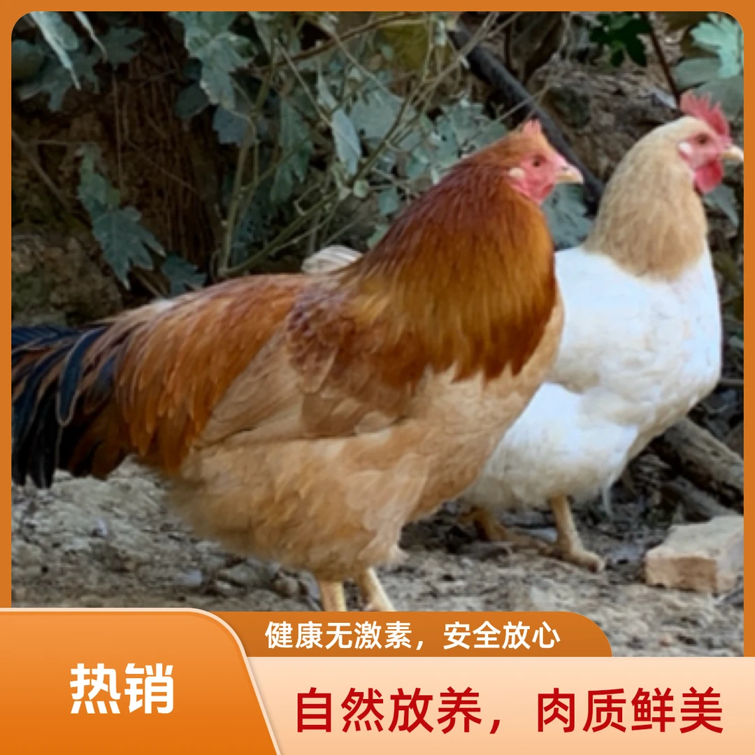 【2只装】小母鸡+扇鸡