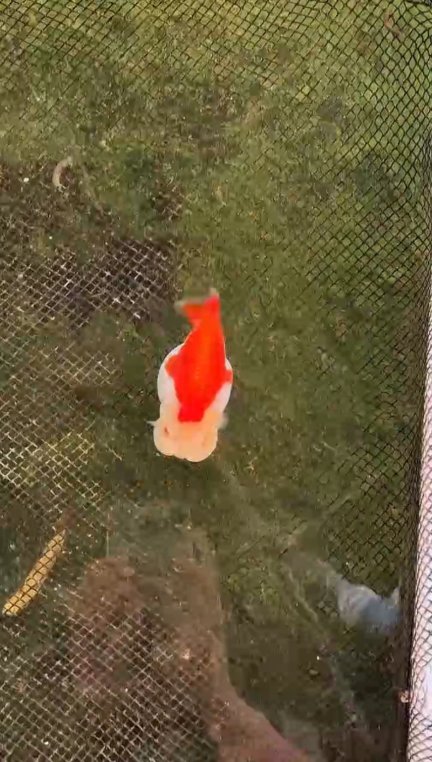 金鱼啊*水娃娃观赏鱼兰寿金鱼 不包邮