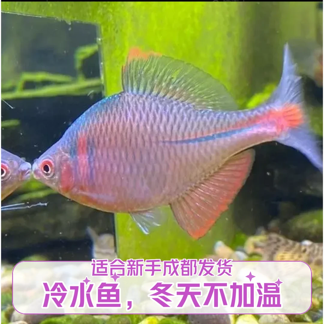 全公鱼在这儿下单哦 高体鳑皮鱼