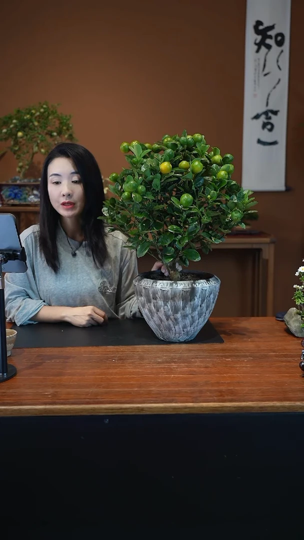 全部花朵金蛋盆景盆景盆景