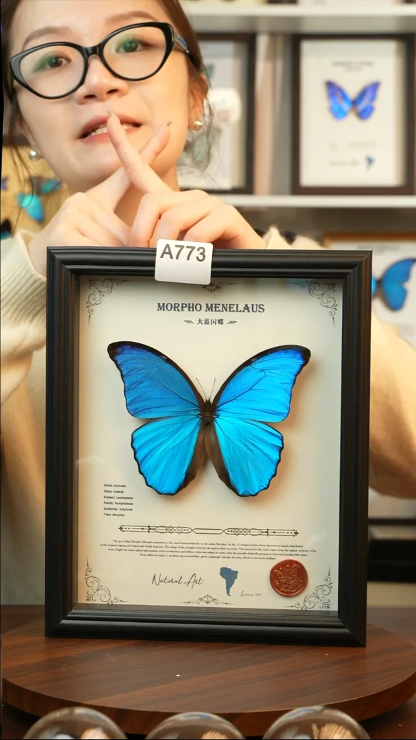 大蓝闪蝶-英文（10寸欧式黑框）A773