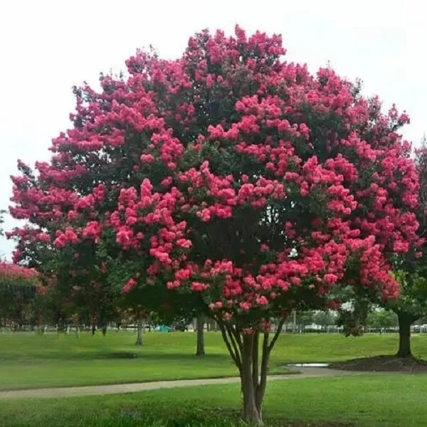 紫薇花树苗大型盆栽庭院百日红天鹅绒红火箭