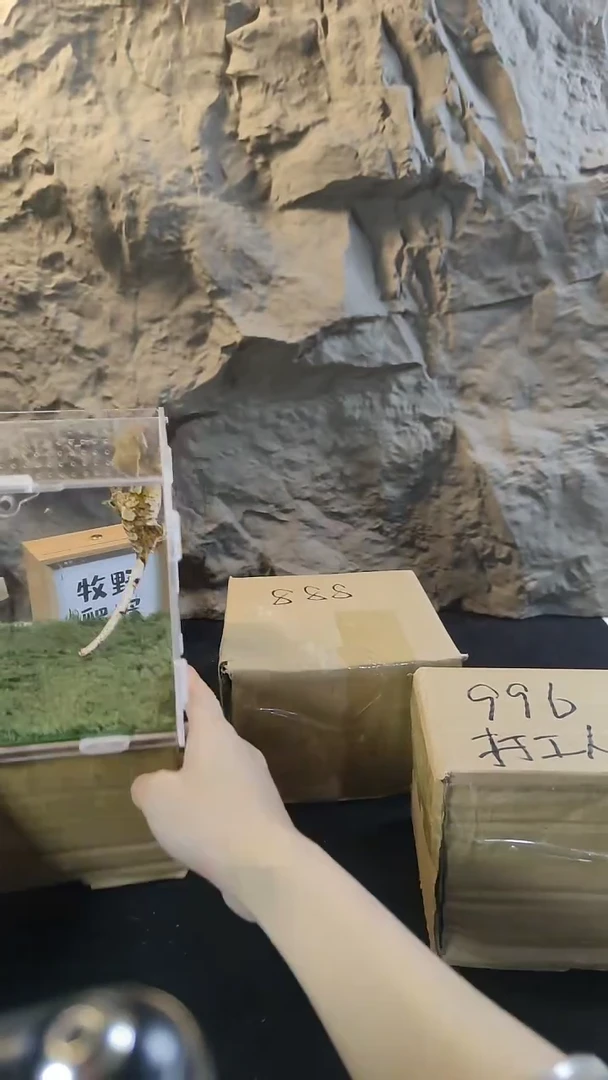 睫角守宫睫角守宫