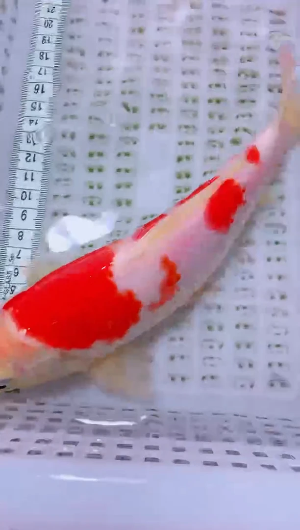 锦鲤血统锦鲤全场包邮117