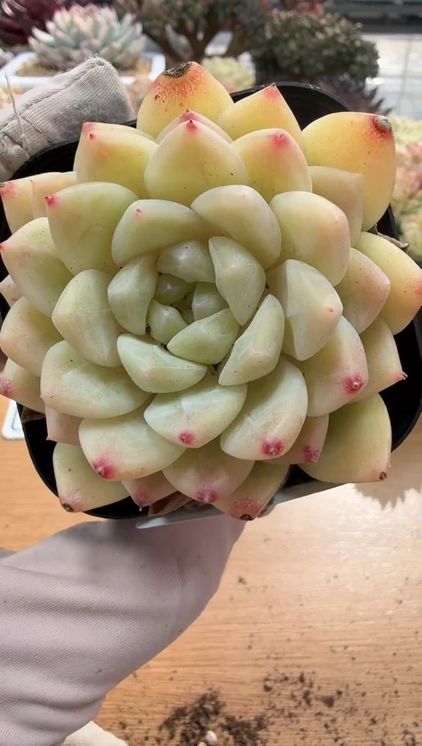 东云多肉园二店-110