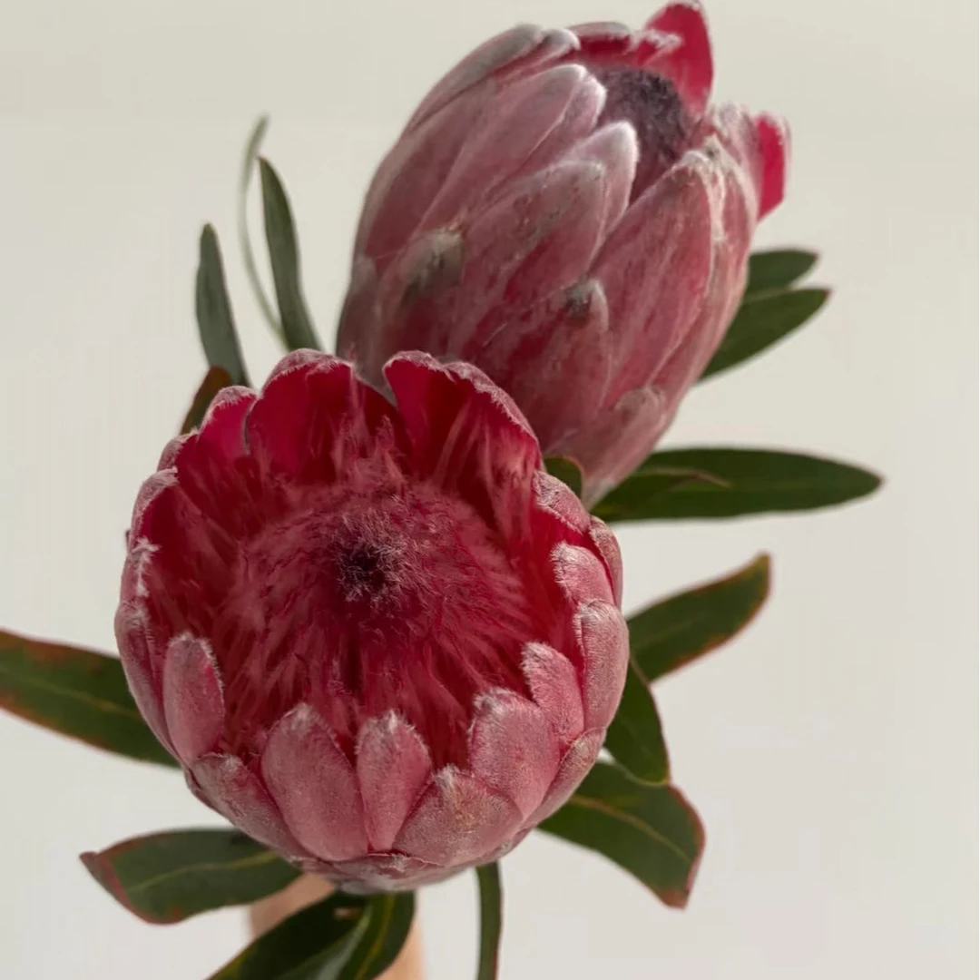 【新疆鲜花】鲜切公主花