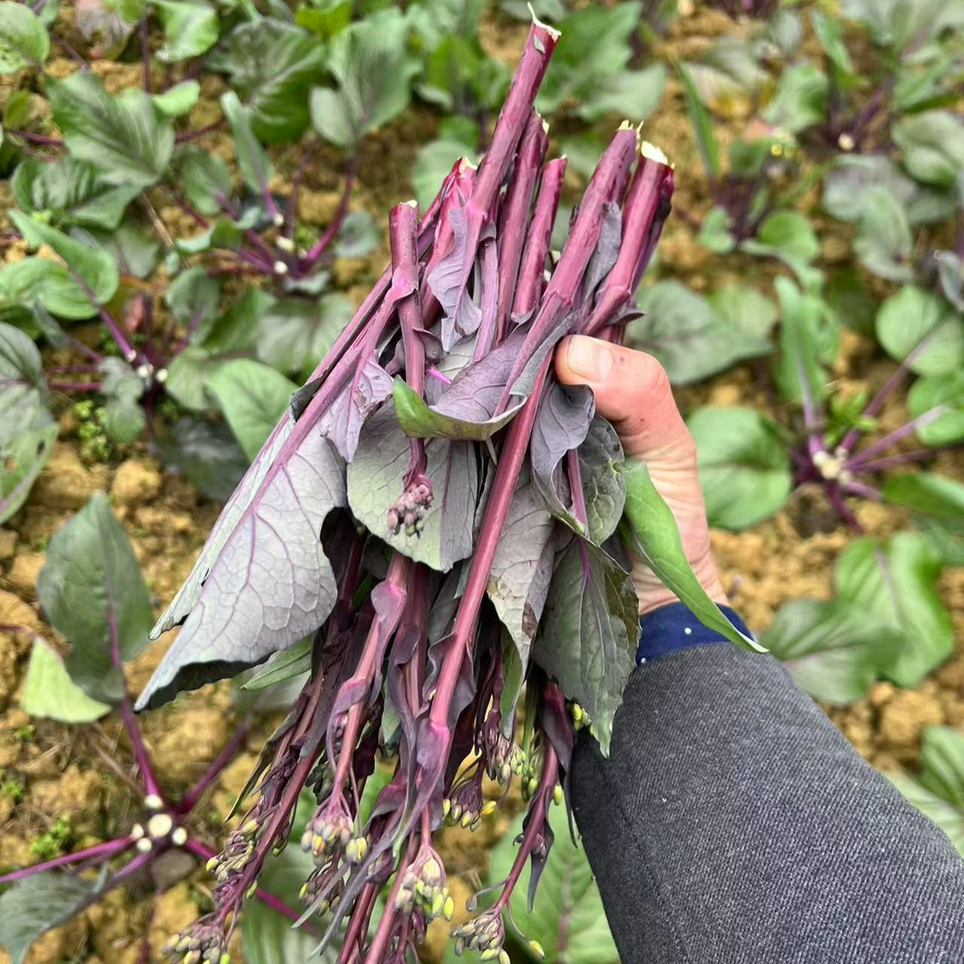 湖南露天霜冻农家自种红菜苔大白菜白菜苔