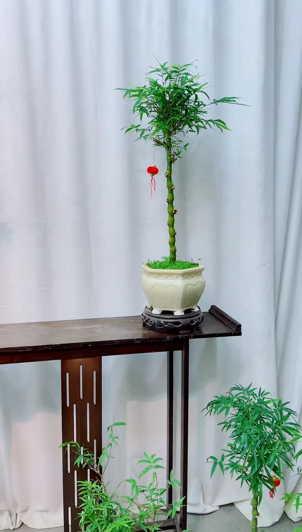【闪购商品】竹子盆景竹子盆景