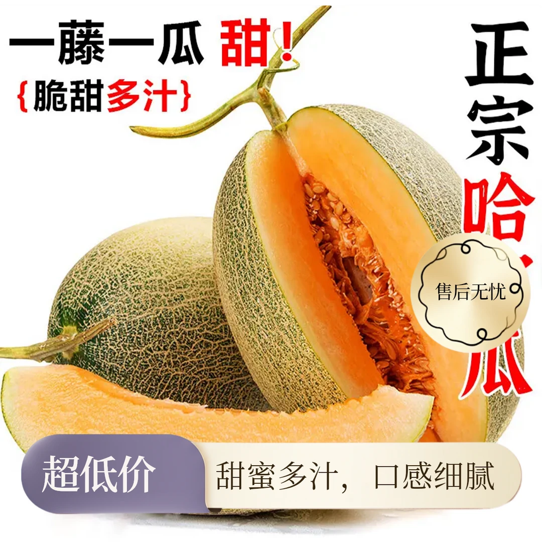 【9斤大果】正宗精品哈密瓜现摘现发脆甜当季新鲜水果网纹甜瓜5-9斤