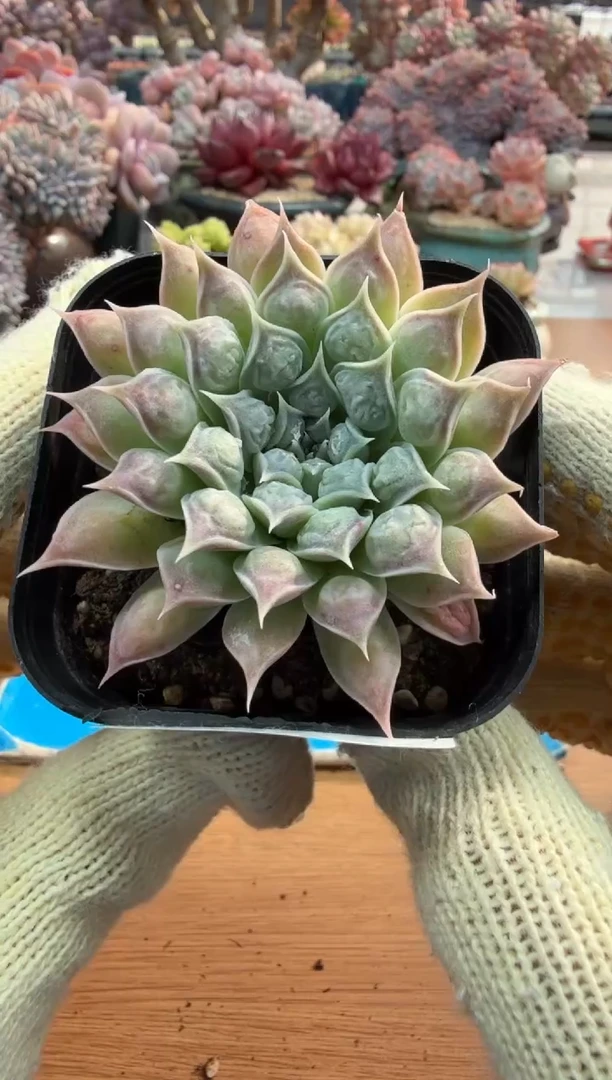 东云多肉园三号店-20