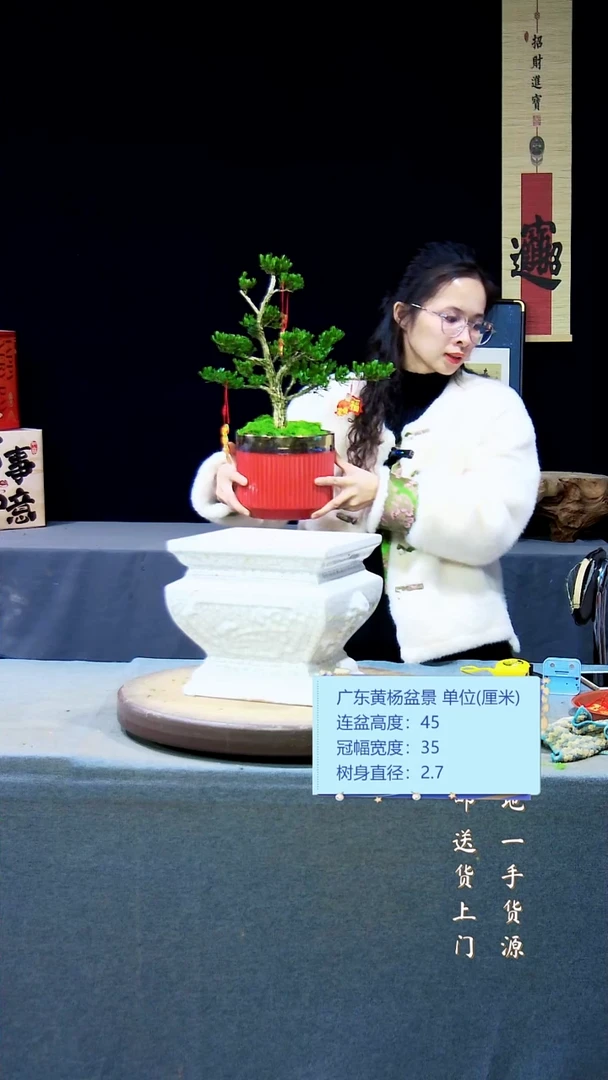 【闪购商品】雀舌黄杨盆景雀舌黄杨盆景