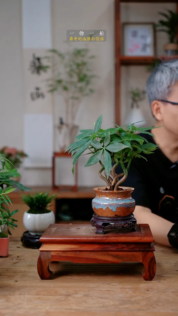 不开花植物大**叔发财树134