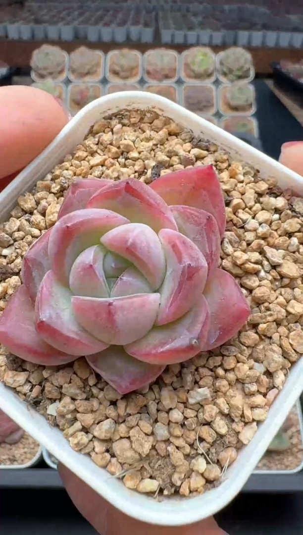 【闪购商品】093号一物一拍珍妮多肉花卉植物3颗起发