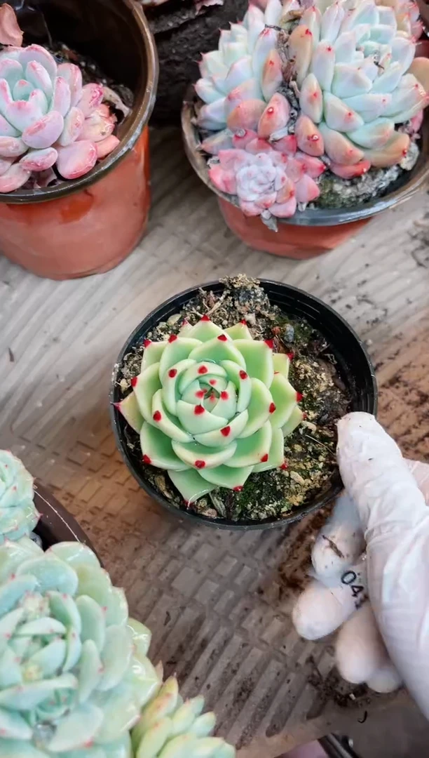 【闪购商品】19043