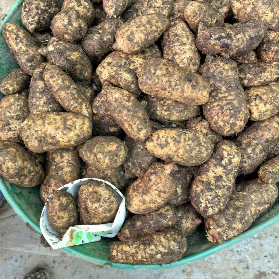 【天麻】正品云南昭通小草坝高山仿野生种植新鲜天麻活天麻生鲜天麻