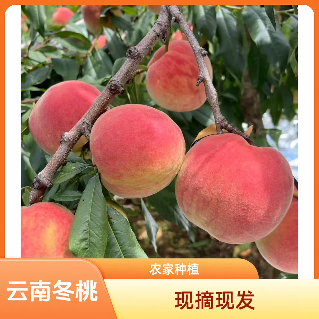 云南正宗高原冬桃新鲜现摘脆甜多汁当季高山水果