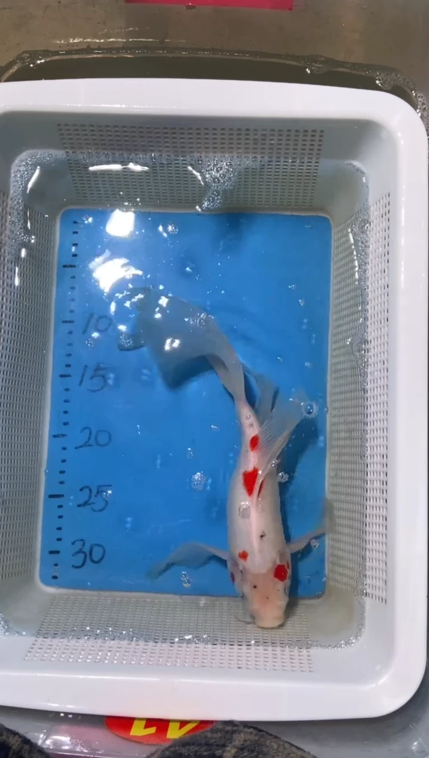 锦鲤锦鲤蝴蝶鲤鱼拍开箱视频包售后