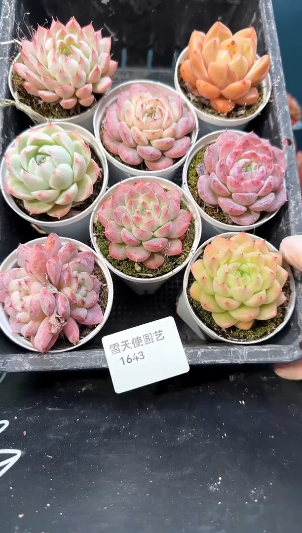 16 43    多肉8 颗