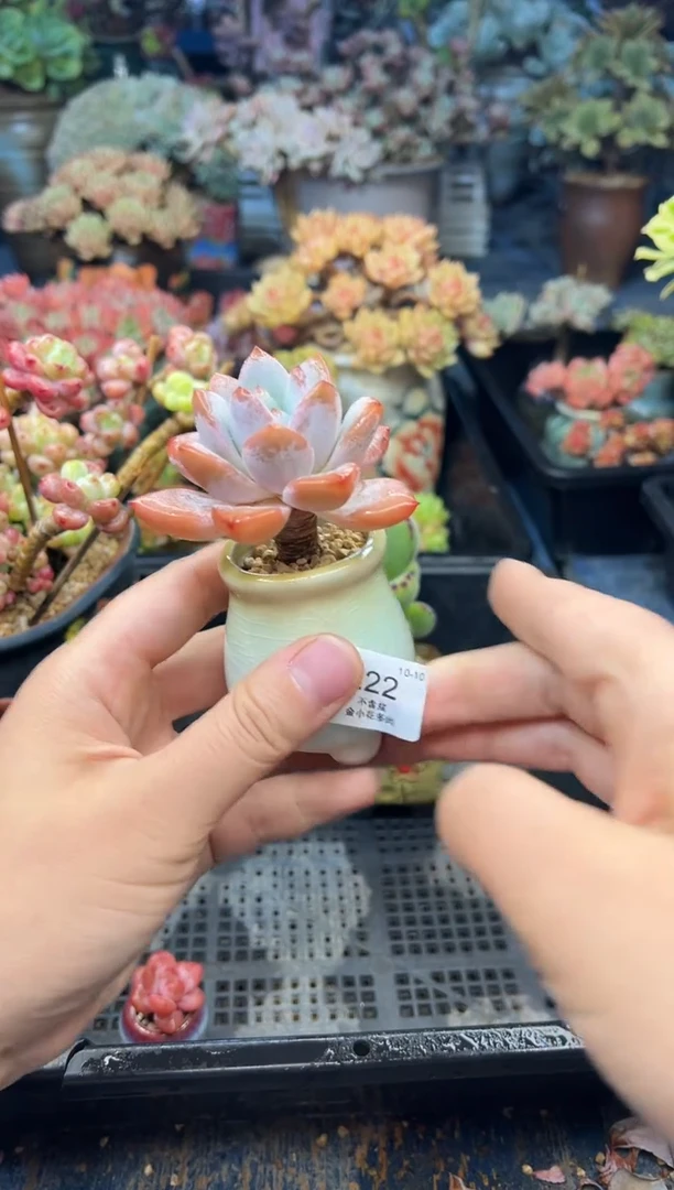 王*睛222           不带盆