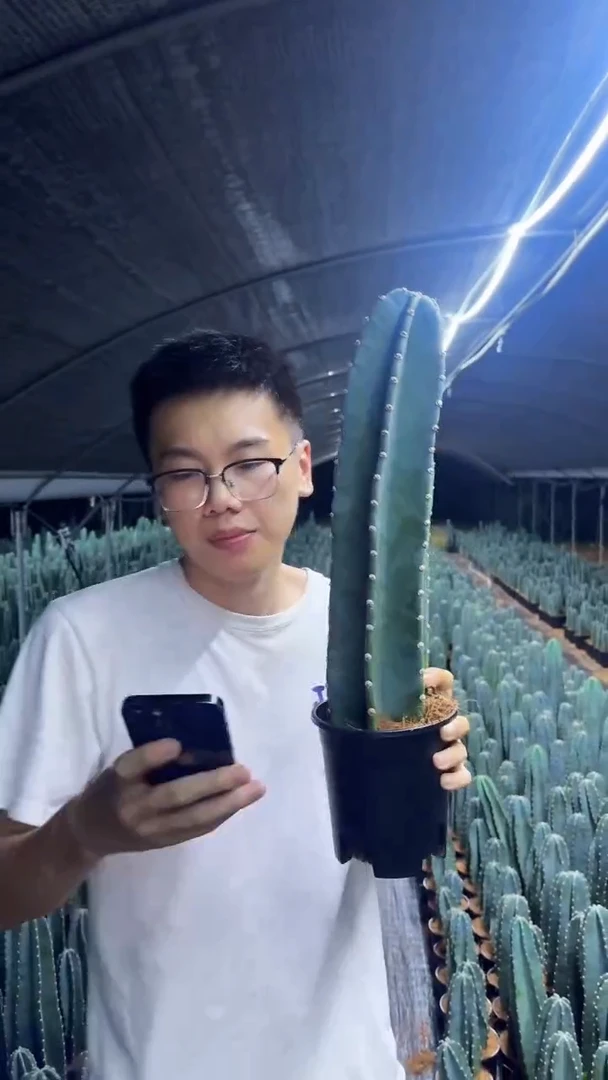 带根 量天尺 高20cm+