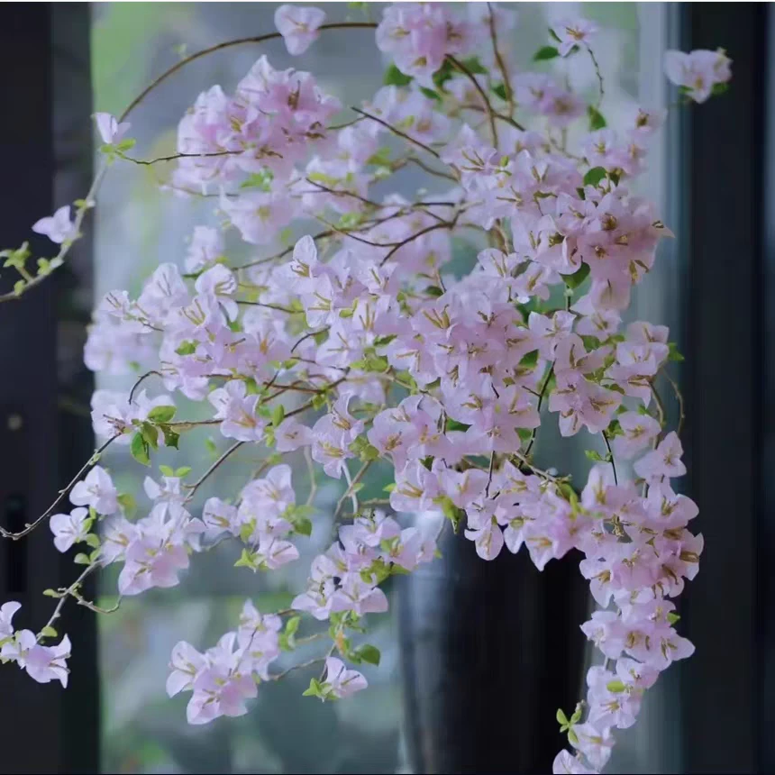 苹果花  顺丰发货带盆带土