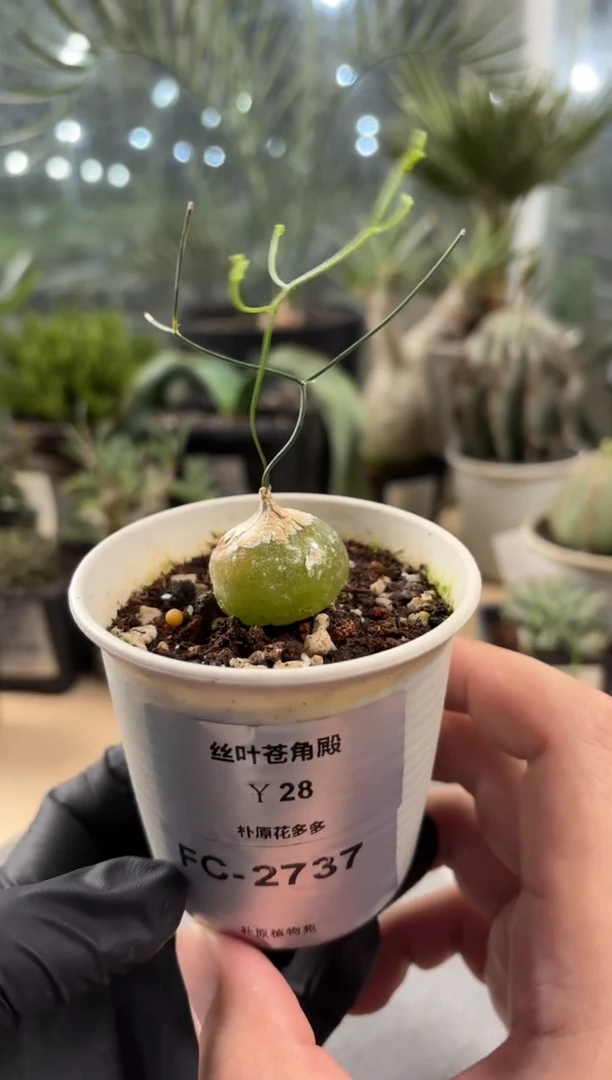 丝叶苍角殿FC-2737