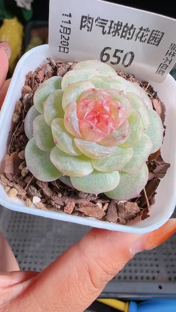 1120-650佛晓群生不包整