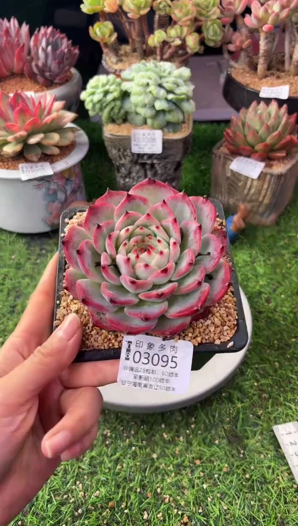 昆明印象多肉03095