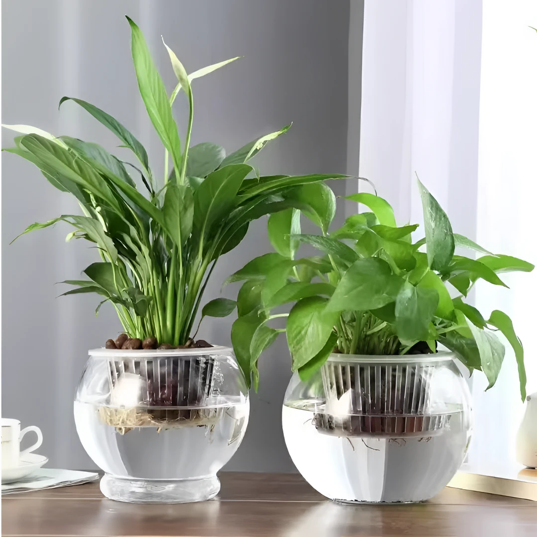 水培植物玻璃瓶水养绿萝花瓶花盆大号透明玻璃圆球鱼缸器皿容器