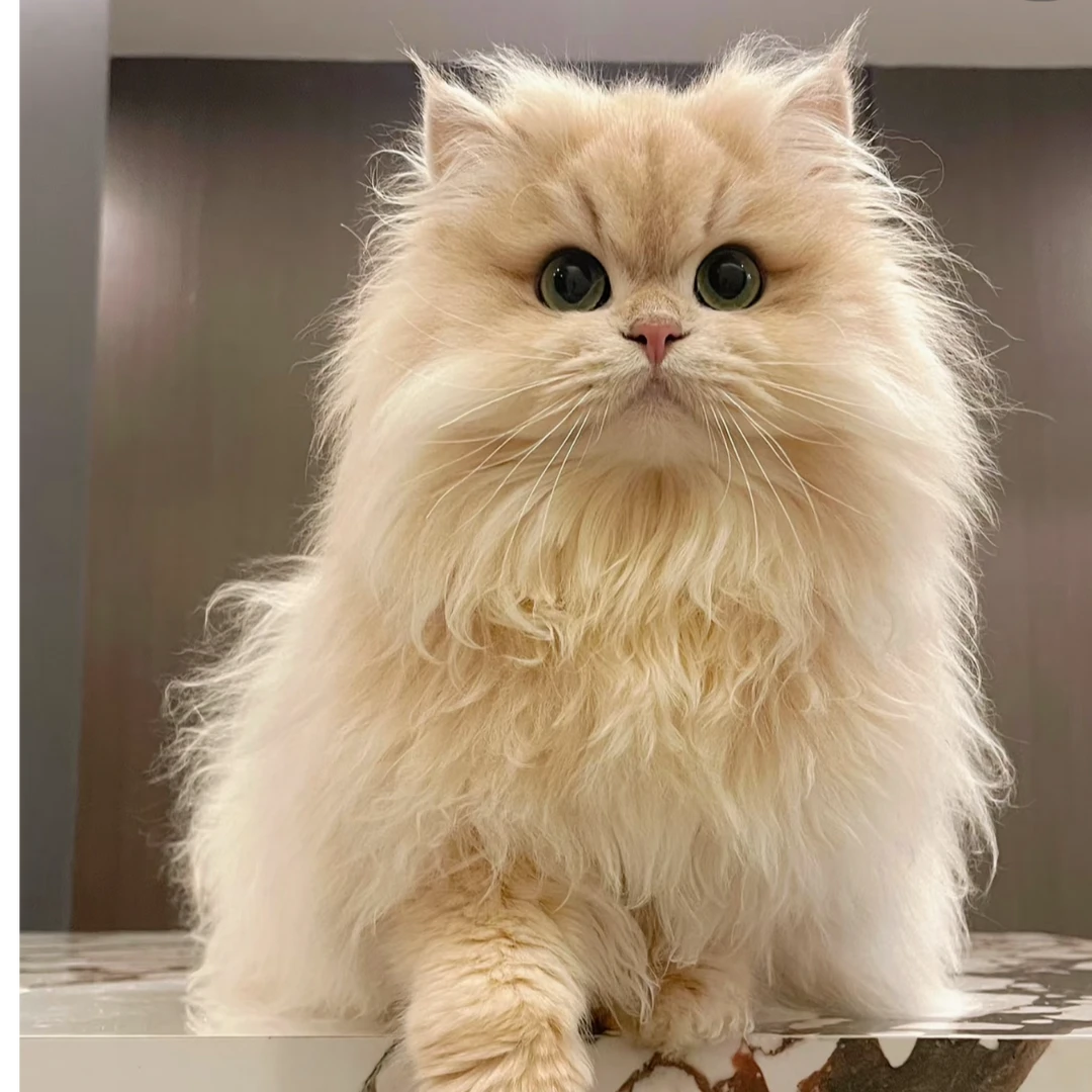 【尚尚萌宠】金渐层活体宠物猫咪