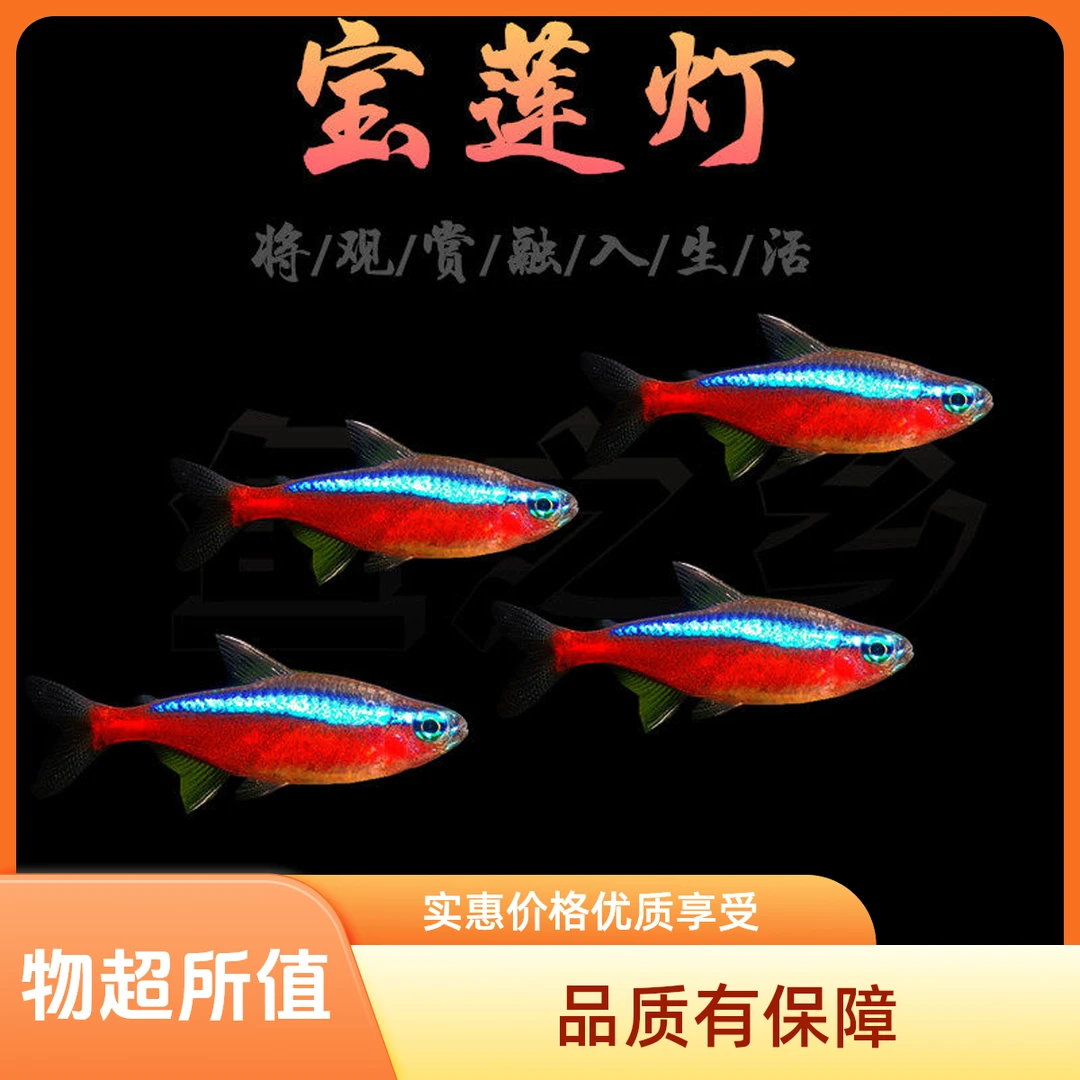 宝莲灯鱼 群游鱼 灯科鱼 宠物鱼 热带鱼 观赏鱼 活体 鱼场 包邮