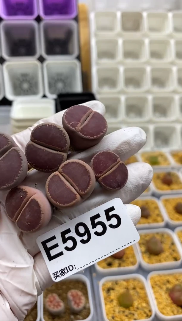 5955直播间一物一拍