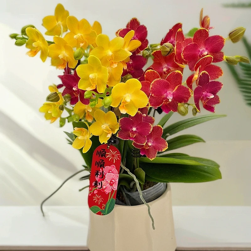 蝴蝶兰《金边番茄》花期巨长好养耐养带花基地直发 送礼乔迁