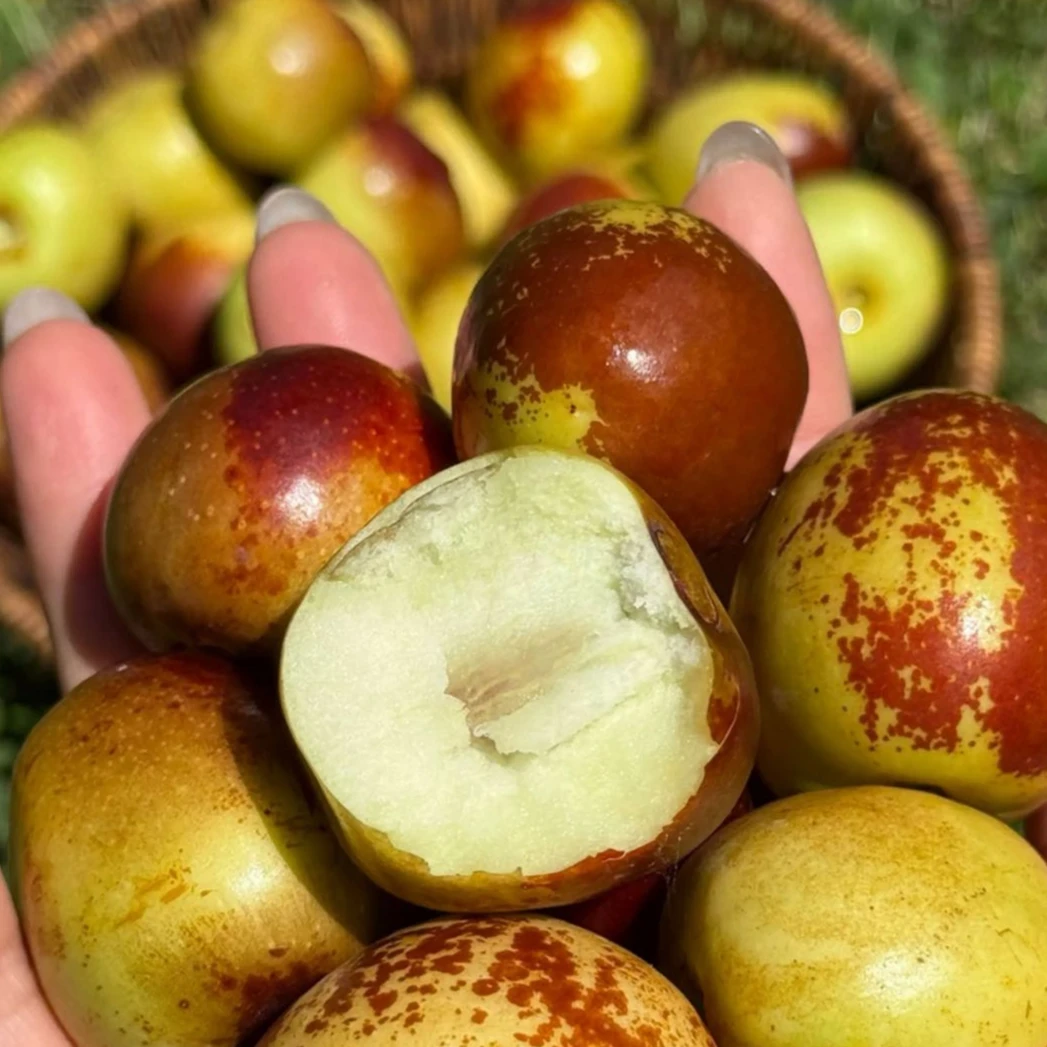 【秦巴本草】村书记助农 秦岭山区农户采摘 奶油脆甜大枣