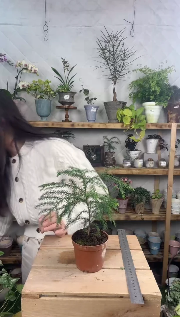无花朵793南洋杉育苗盆小