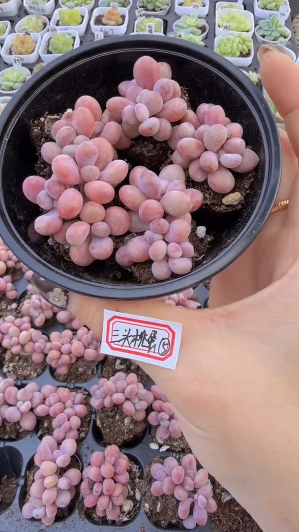 桃蛋三头 5颗量拍多肉植物 满9.9包邮