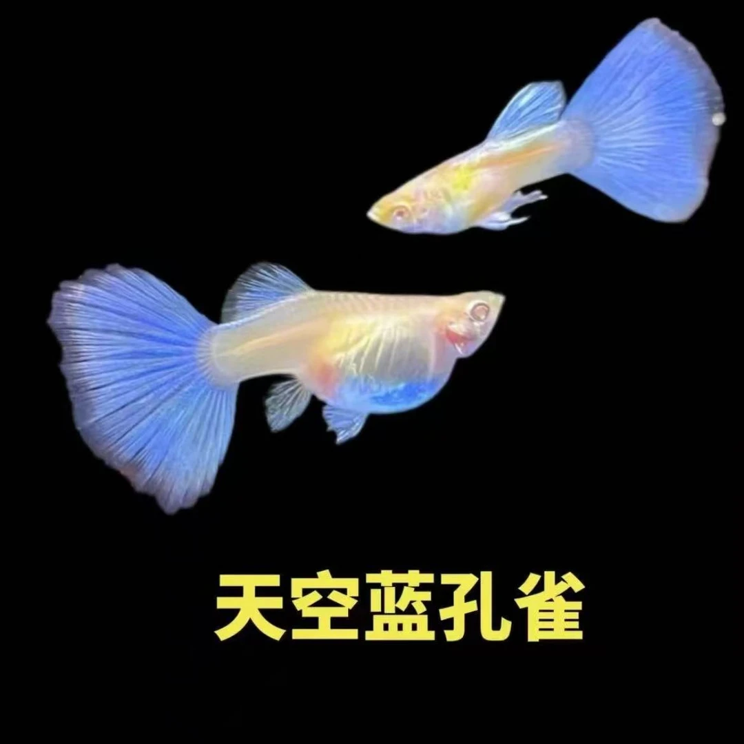 精品天空蓝孔雀鱼小型热带观赏鱼适合新手