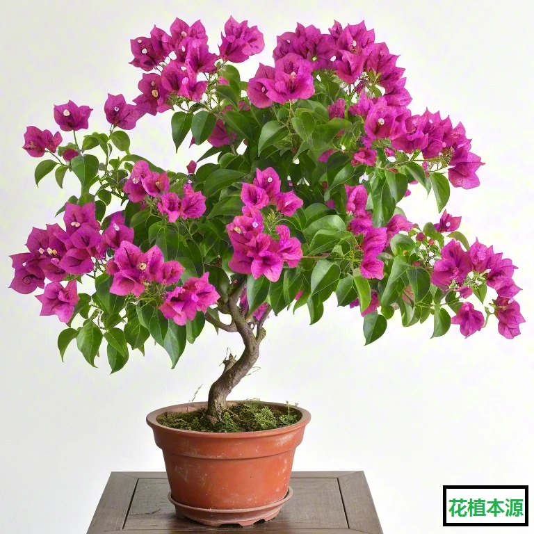 精品三角梅巴西紫运输过程有可能会掉花掉叶原盆原土发货