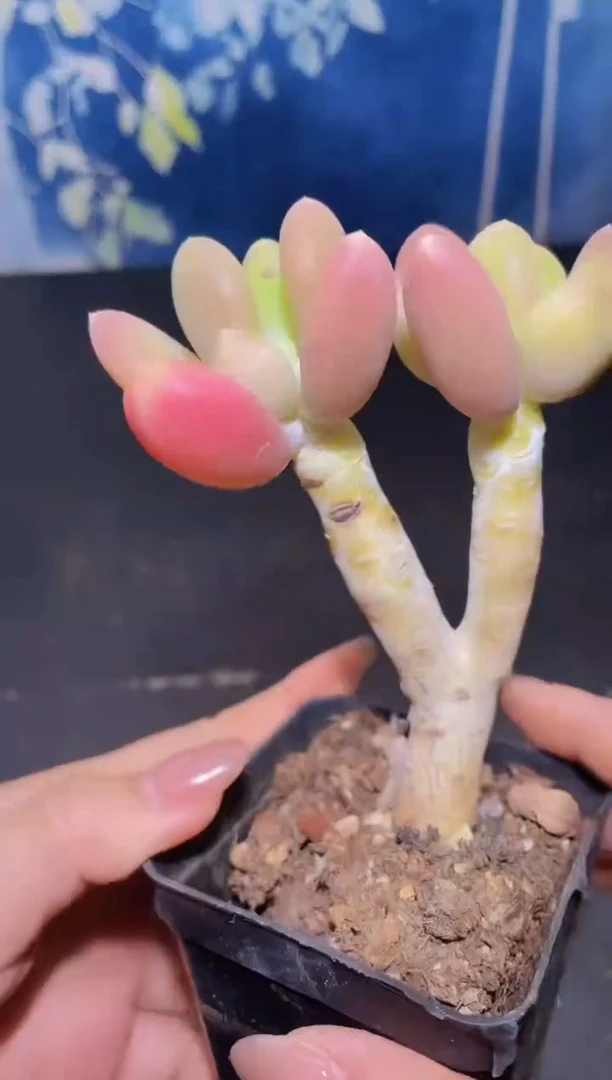 【闪购商品】117芒果奶多肉