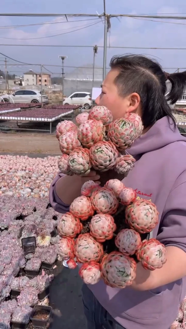 【闪购商品】2-大贝瑞17-20CM2颗9.99