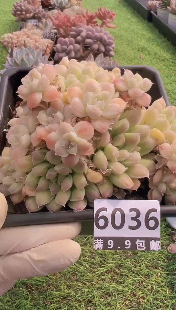 【闪购商品】信福多肉一物一拍