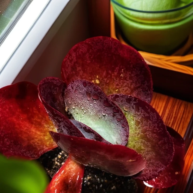 （满 15 包邮）唐印脱土  以直播展示为准