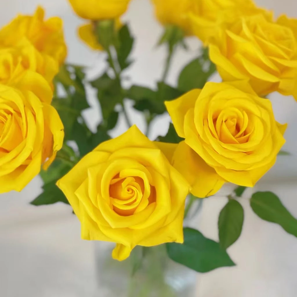 【契机】单头玫瑰（全场同一地址两单顺丰冷链包邮噢~）